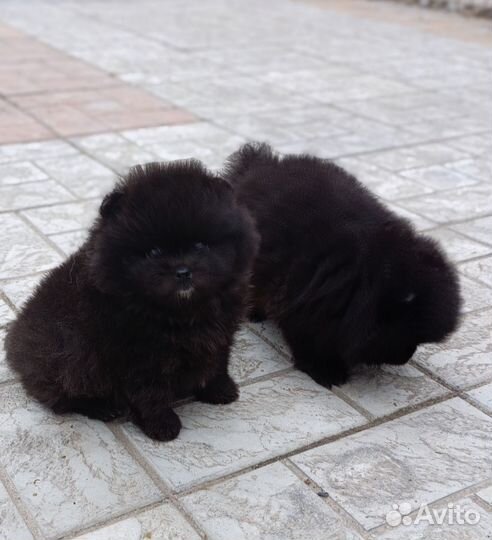 Щенки шпица