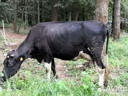 Корова высокоудойная