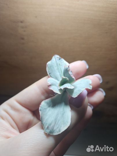 Суккуленты, седум, эхеверия