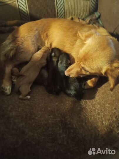 Мелкая собака в добрые руки