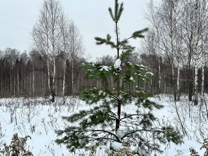 Участок 9,1 сот. (ИЖС)