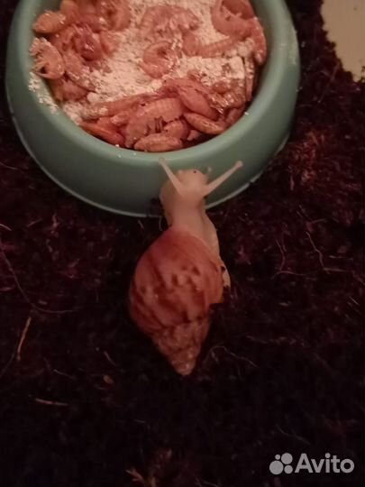 Улитки ахатины Фулика Альбино Боди