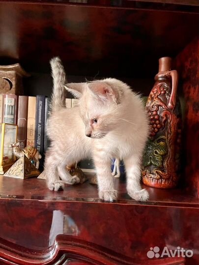 Котенок в добрые руки