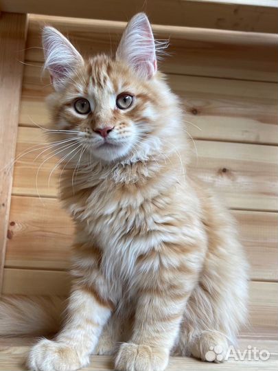 Заводной апельсин котенок мейн-кун