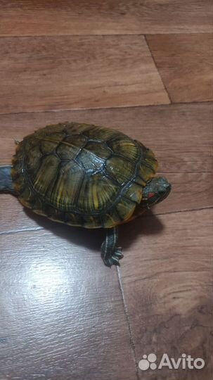 Красноухая черепаха