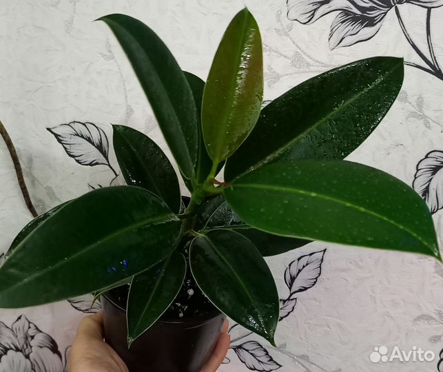 Фикус Мелани