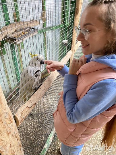 Передержка попугаев, хомячков, крысок