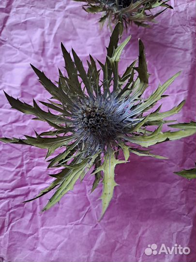 Сухоцветы для творчества крупные