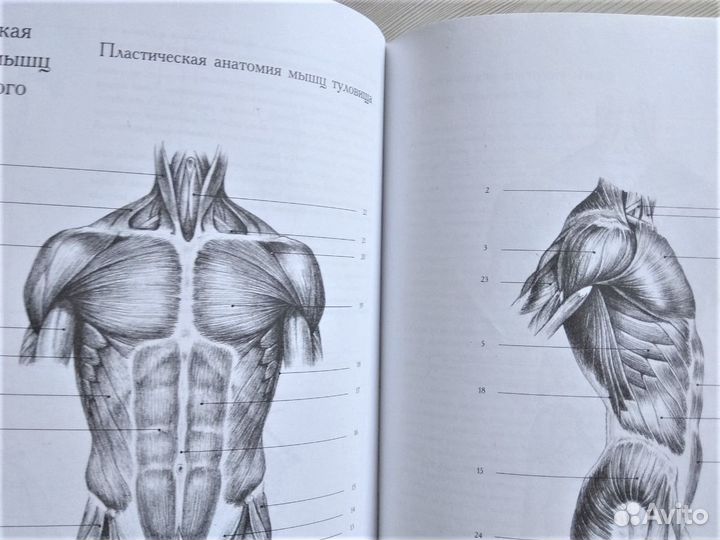 Основы учебного академического рисунка Ли книга