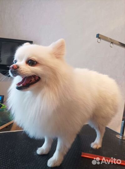 Груминг Грумер Стрижка собак