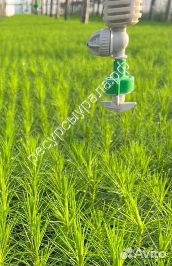 Сеянцы Сосна Ель зкс закрытая корневая система