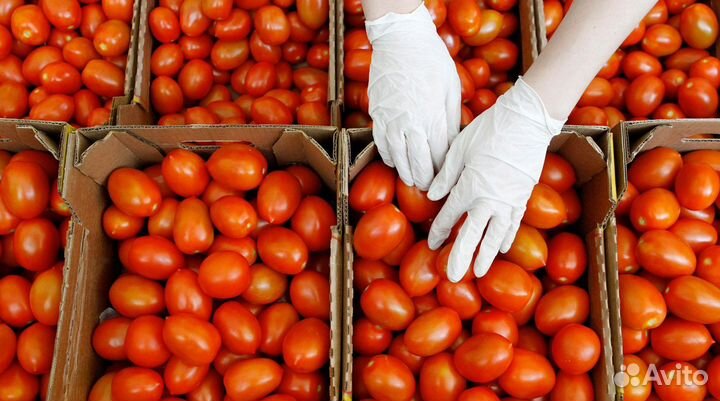 Упаковщик-Сборщик в теплицу.Бесплатный автобус