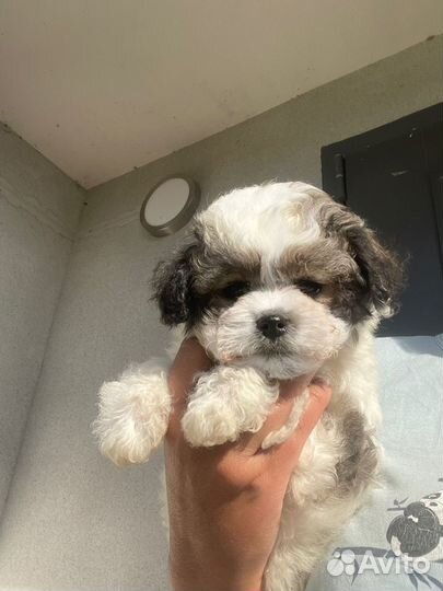 Хибиду бишон панда