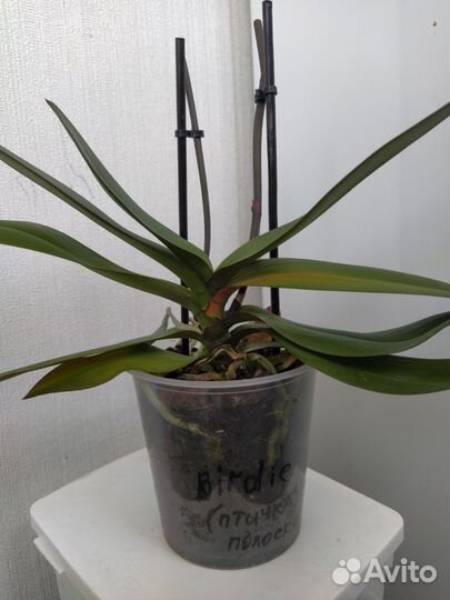 Орхидея фаленопсис оцветашки