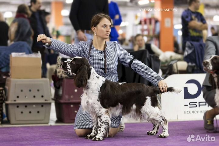 Хендлер. грумер. стрижка собак,кошек