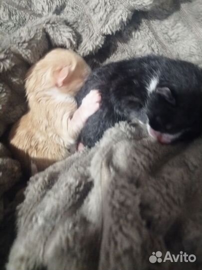 Котята отдам в добрые руки бесплатно, Тугулым