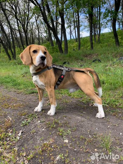 Бигль вязка,кобель