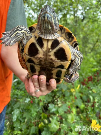 Красноухая черепаха бесплатно