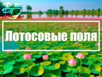 Лотосовые поля: тур одного дня