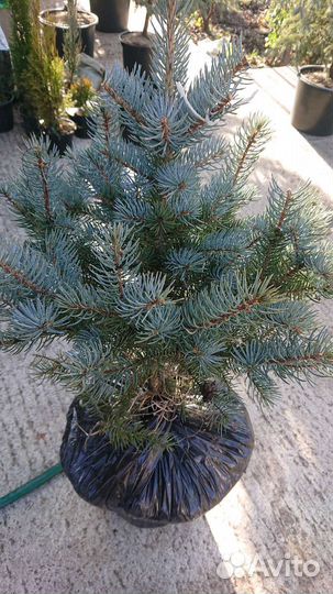 Ель голубая в горшке сорт Супер Блю