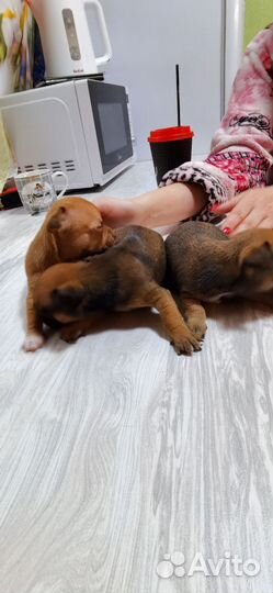 Собаки щенки