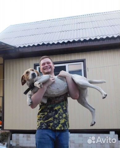 Груминг собак и кошек/передержка кошек,любой район