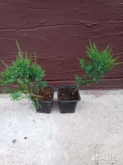 Можжевельники