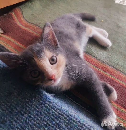 Котик Барсик