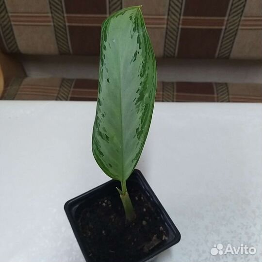 Аглаонема сильвер бей и Крит