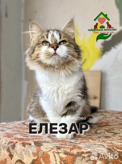 Особенный котенок, для особенного человека