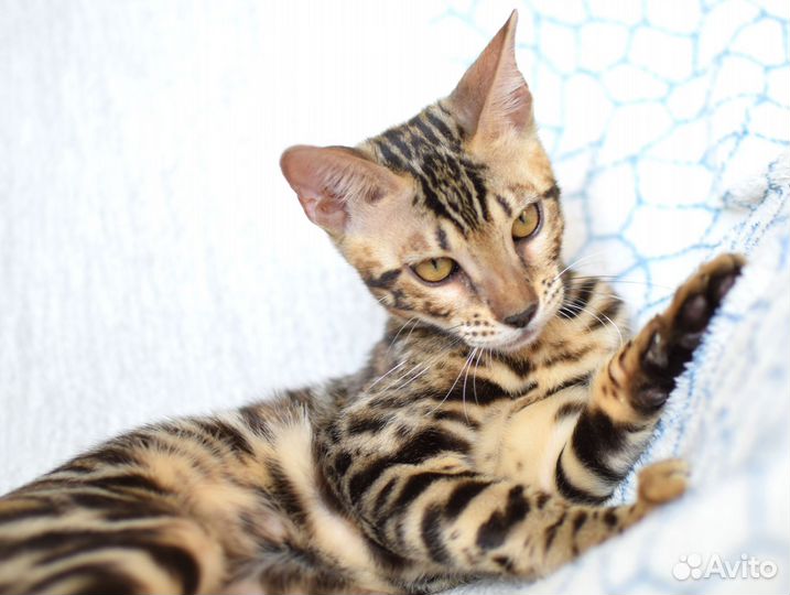 Бенгальская девочка для разведения