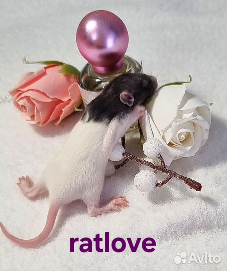 Крысята девочки питомник
