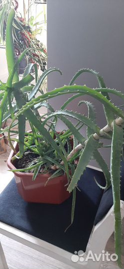 Алоэ столетник