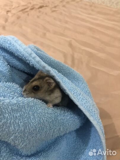 Джунгарский хомяк