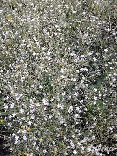 Многолетние цветы