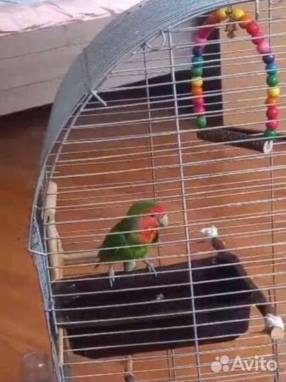 Попугай неразлучник с клеткой