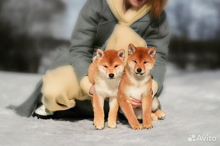 Сиба ину