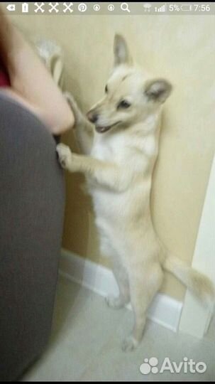 Дворняшка вязка