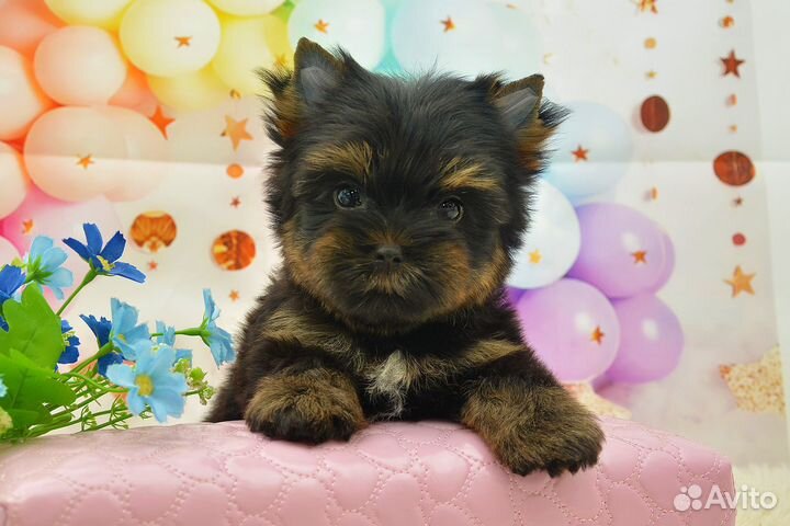 Цветной йорк, мини мальчик Лорд