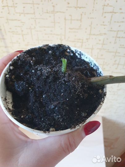 Комнатные растения