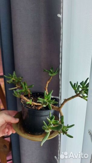 Сумах оленерогий, Cotyledon, Сукуленты