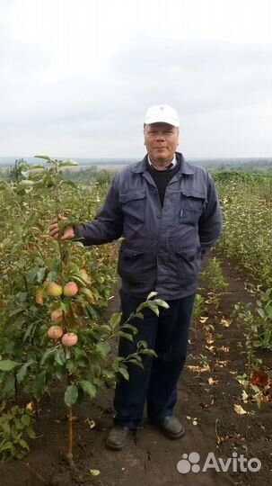 Cаженцы Уфа. Питомник Гилёвых