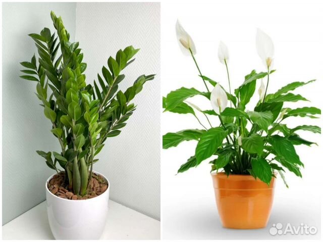 Спатифиллум Замиокулькас