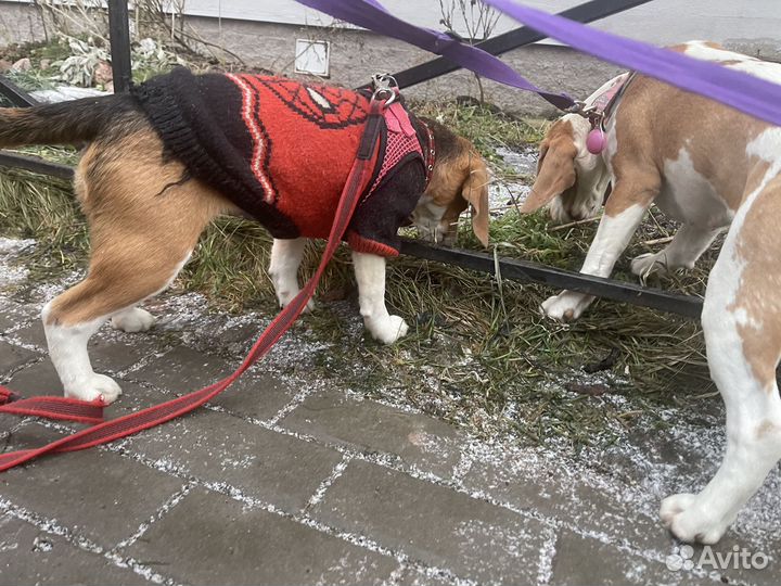 Щенок бигля девочка