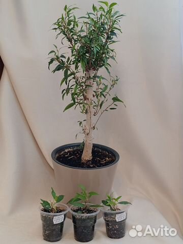 Сексуалды үйлену күні қалыңдық