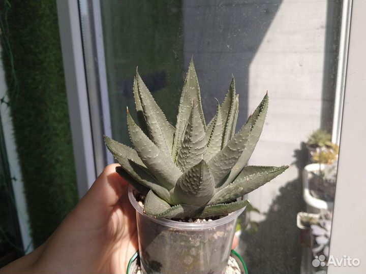 Хавортии суккуленты