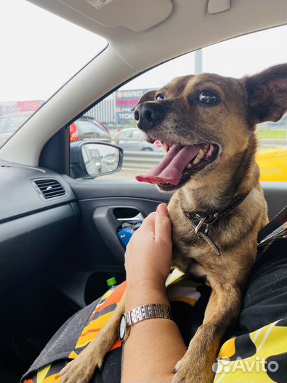 Случка собак