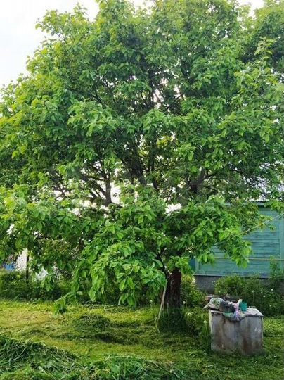 Дом 29 м² на участке 5 сот.