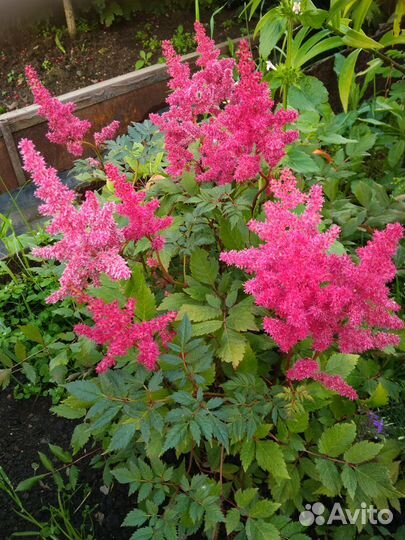 Многолетники