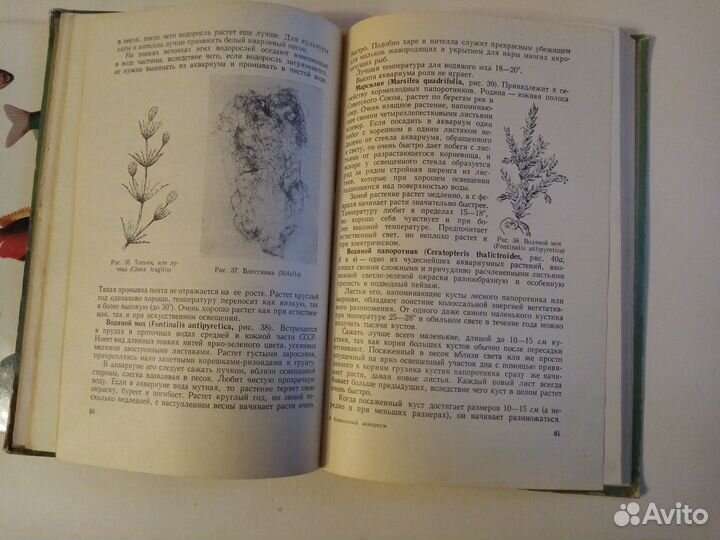 Аквариумные тропические рыбы. Комнатный аквариум